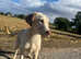 Fully healthy tested Dilute Labradors looking for their forever home