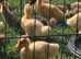 18th April 2025 £20 pekin ducklings Guildford