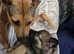 Ready now! german shepherd puppies