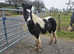 Rising 3 gelding