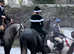 Irish draught x Friesian gelding