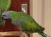 Stunning young darbyan parrot