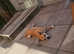 6 year old female Staffordshire bull terrier