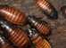 Madagascar Hissing Cockroach x 10 mixed ages including adults