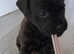 One boy patterdale
