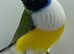 Gouldians and parrot finches