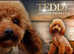 Cavapoo  Pups Simply Stunning!
