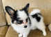 2 males beautiful Pedigree Papillon puppy's