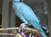 Stunning baby blue Indian ringnick parrot