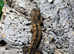 Pine Island Chahoua Mossy Gecko Juvenile Male
