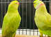 Proven Pair of Indian Ringneck Parrot