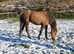 Sweet Registered Rising 16 Year Old Mare