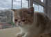 Registered Pedigree Exotic Kitten