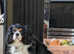 Cavalier King Charles female