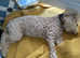 Toy poodle