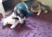 I'm looking to sell my minature husky