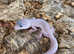 Selection of Leopard Geckos at Birmingham Reptiles
