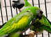 Very beautiful young darbyan parrot
