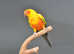 Sun conures,18