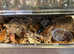 Complete Setup including Java Dwarf Scorpion