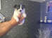 Puppies chihuahuas