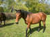 Riding mare 16hh