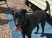 Lab cross for rehoming