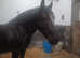 4 year top class mare