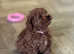 Exquisite DNA Health Tested Cavapoochon Puppies