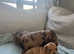 Miniature dachshund for sale