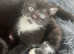 Last 2 kittens