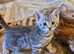 Absolutely STUNNING Egyptian Mau litter of 6 now safely arrived