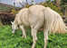 2019 APHA Paint Horse Stallion STUD