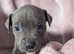 7 Stunning Blue Staffordshire Bull Terrier Puppies looking for  Forever Loving Homes