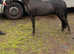 Amha/amhr stallion