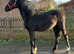 Stunning black colt to make 15.2