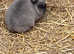 Netherland dwarf