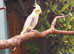 Pair of Cockatiels 1 pied female 1 grey male