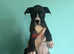 Mastiff cane corsa cross american bulldog puppies
