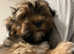 One boy puppy left