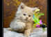 Championship lines GCCF registered Maine Coon kittens