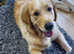Golden Retriever female