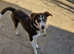 Beautiful Borador pup looking for her forever home