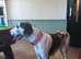 for sale kc reg 2 and a half year old great dane bitch harley -quin coulour house trained