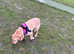 Lola needs a new home