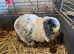 Mini lop adults for sale
