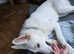 White Swiss / German Shepherd