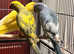 Pied yellow Indian ringnick parrot