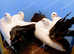 RARE BLACK TAIL FANTAIL PIGEONS