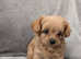 3 absolutely adorable chipoo puppies ready for a new home (Last girl left) 10 weeks old